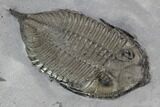 Dalmanites Trilobite Fossil - New York #99087-5